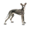 Levrieri icon